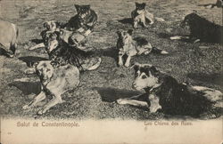 Hello from Constantinople Street dogs Postcard