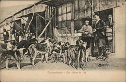 Street Dogs Constantinople, Turkey Greece, Turkey, Balkan States Postcard Postcard