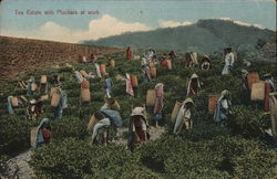 Tea Estate with Pluckers at work Postcard