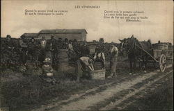 Grape Harvest, Wine Making Postcard