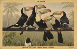 The Toucans, The Bird Park Santa Catalina Island, CA Postcard Postcard Postcard