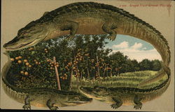 Alligator Border #628 Grape Fruit Grove, Florida Postcard