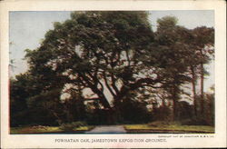 Powhatan Oak, Jamestown Exposition Grounds 1907 Jamestown Exposition Postcard Postcard