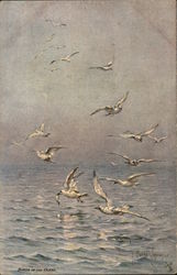 Birds of the Ocean - Seagulls Flying Above Water Postcard