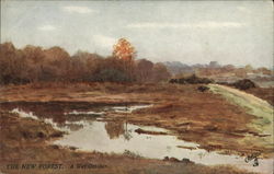 The New Forest. A Wet October Postcard