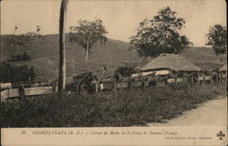 Corral of Mules on an Estate Postcard