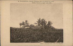 Indian Huts in a Sugar Cane Field Mauritius Africa Postcard Postcard