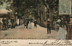 Mata do Rio Liz Postcard