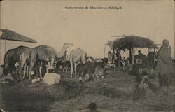 Campement de Chameaux ( senegal) Africa Postcard Postcard