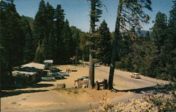 Thompson's Summit Grove Palomar Mountain, CA Postcard Postcard Postcard