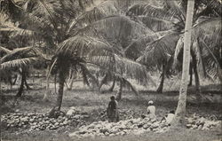 Coconut Plantation Cedros, Trinidad Caribbean Islands Postcard Postcard Postcard