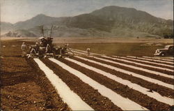 Pineapple Fields Postcard