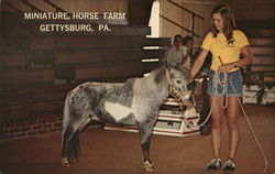 Minature Horse Farm Postcard