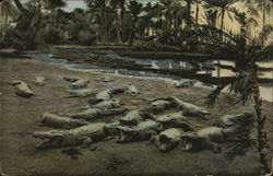 Many Crocodiles in a Swamp Postcard