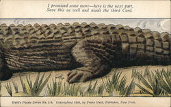 Alligator (1-B Middle, 2nd Card in Set) Alligators Postcard Postcard