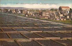 Prune Drying, Santa Clara Valley California Postcard Postcard Postcard