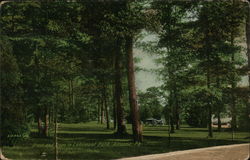 Grass and Trees in Lakemont Park Postcard