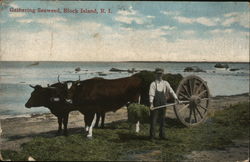 Gathering Seaweed Postcard