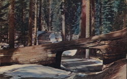 Tunnel Tree on Road to Crescent Meadow Postcard