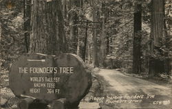 The Founder's Tree Postcard