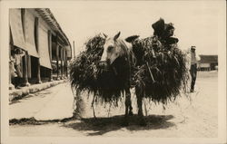 Horse Loaded with Hay, Probably Cuba Postcard Postcard Postcard