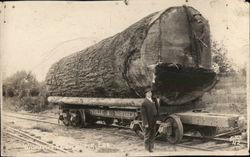 Marysville & Northern - Giant Fir Log on Flatbed Washington Trains, Railroad Postcard Postcard Postcard