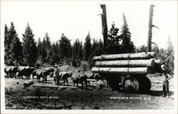 Logging with Oxen Postcard