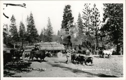 Logging With Oxen Postcard