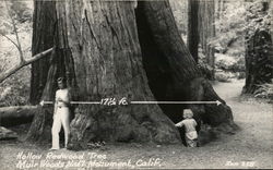 Hollow Redwood Tree, Muir Woods Mill Valley, CA Postcard Postcard Postcard