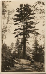 The Triple Pine, A Sentinel at Camp-of-the-Woods Postcard