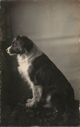 Black and White Seated Dog Dogs Postcard Postcard Postcard