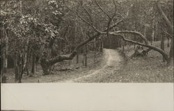 Road through Trees Postcard