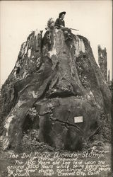 Del Norte Wonder Stump Postcard