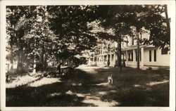 Dog in Front Yard Postcard