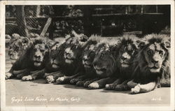 Gay's Lion Farm Postcard