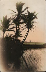 Rice Paddy and Palm Trees, Tinted Landscapes Postcard Postcard Postcard