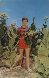 Virginia Maiden in a Tobacco Field Postcard