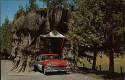 Giant Cedar Stump on Highway 99 Postcard