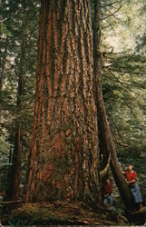 Giant Douglas Fir Tree Postcard