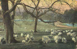 Sheep Postcard Postcard