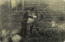 Giant Potatoes Postcard