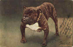 English Bulldog Dogs Postcard Postcard