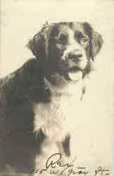 1908 Dog Postcard