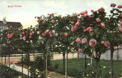 Rose Trees Flowers Postcard Postcard