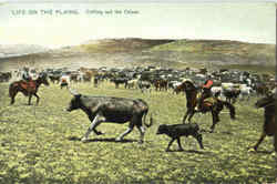 Life On The Plains Postcard