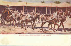 Buffalo Bill's Deadwood Stage Coach Postcard