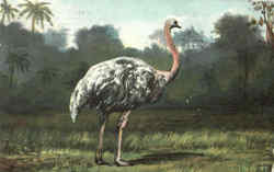 Ostrich Postcard