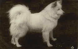 American Eskimo Dog Postcard