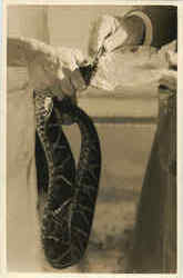 Rattlesnake Sao Paulo Postcard Postcard