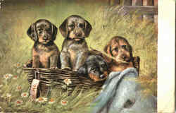 Basket of Puppies Postcard